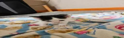 Manx cats for sale: Last Manx kitten - Advert 4