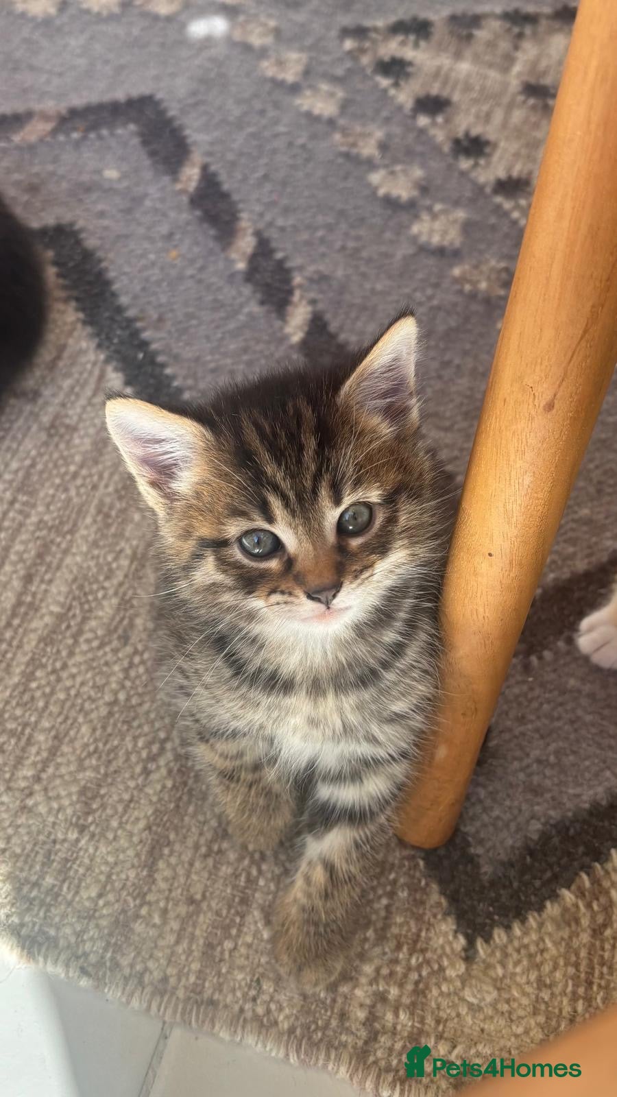 Mixed Breed cats  Adorable Tabby Kitten Playful, Friendly 🐾 - Advert 2