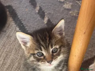 Mixed Breed cats Adorable Tabby Kitten Playful, Friendly 🐾 - Advert 2