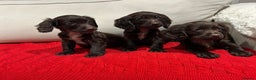 Cocker Spaniel dogs for sale: Chocolate cocker spaniel puppies ❤️ - Advert 6