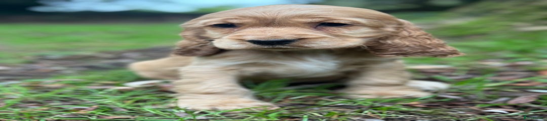 Cocker Spaniel Puppy 8