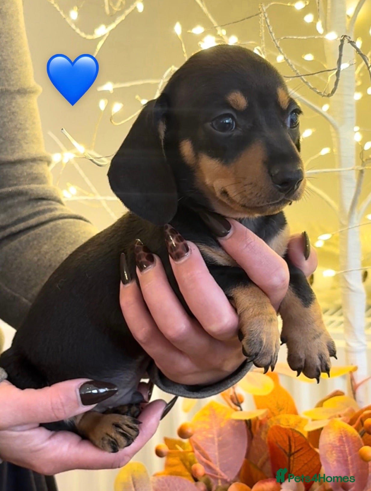 Miniature Dachshund dogs 🐾 6 BEAUTIFUL SMOOTH-HAIRED MINIATURE DACHSHUNDS - Advert 2