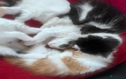 Mixed Breed cats for sale: Gorgeous Fluffy Kittens - Image 6
