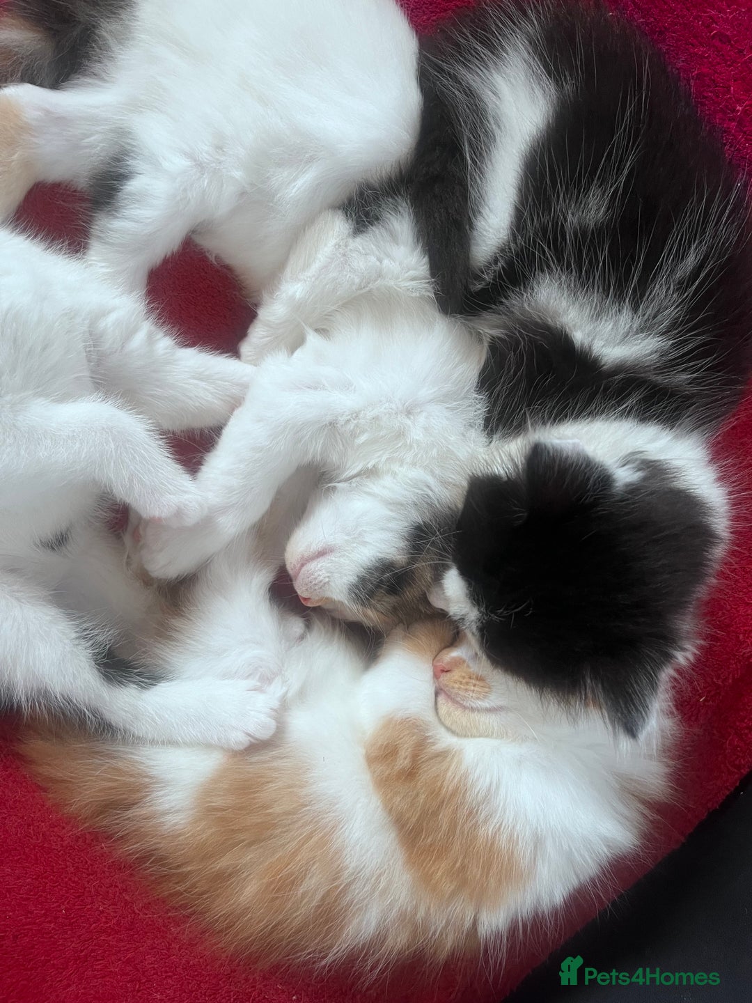 Mixed Breed cats for sale: Gorgeous Fluffy Kittens - Image 6