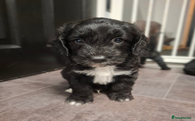 Cockapoo dogs - Advert 15