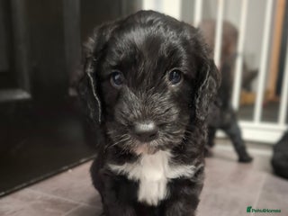 Cockapoo dogs - Advert 17