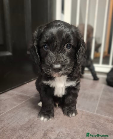 Cockapoo dogs - Advert 15