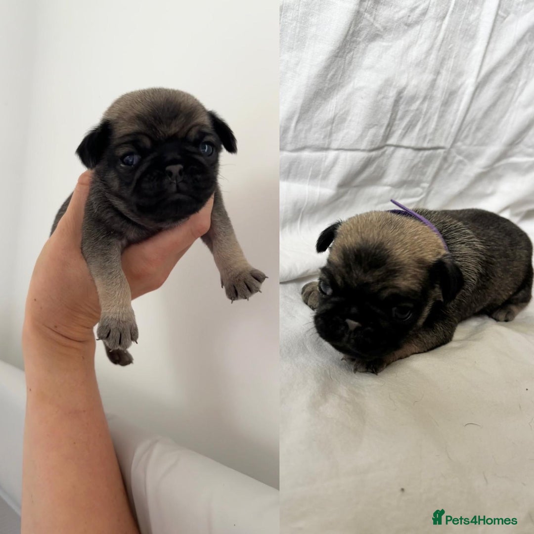 Pug dogs for sale: Gorgeous KC Reg Pug Litter Of 10 - Image 5