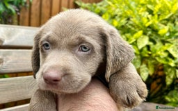 Labrador Retriever dogs for sale: Outstanding KC Registered Silver Labrador Puppies - Image 24