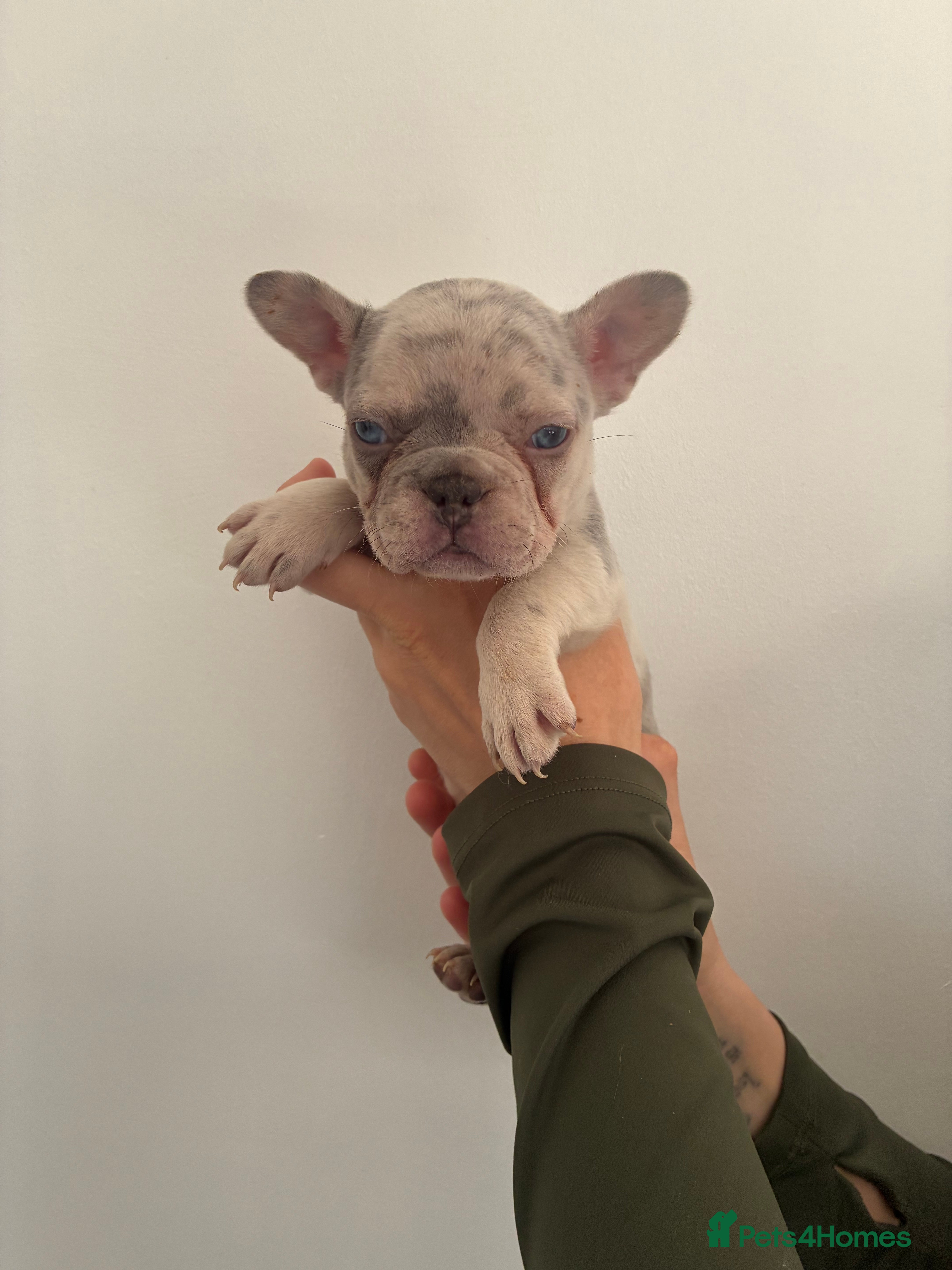 French Bulldog dogs Beautiful French bulldogs  - Advert 1