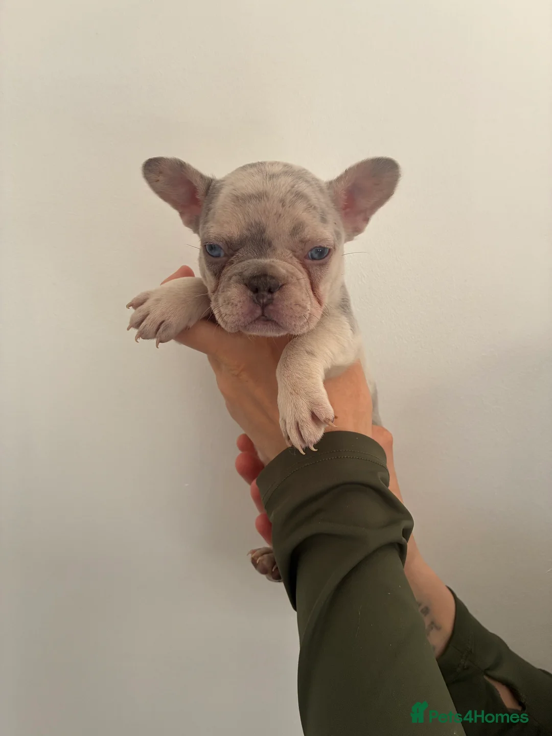 French Bulldog dogs for sale: Beautiful French bulldogs  - Advert 1