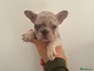 French Bulldog dogs Beautiful French bulldogs - Advert 1