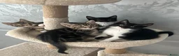 Mixed Breed cats for sale: 4 beautiful kittens  - Advert 6