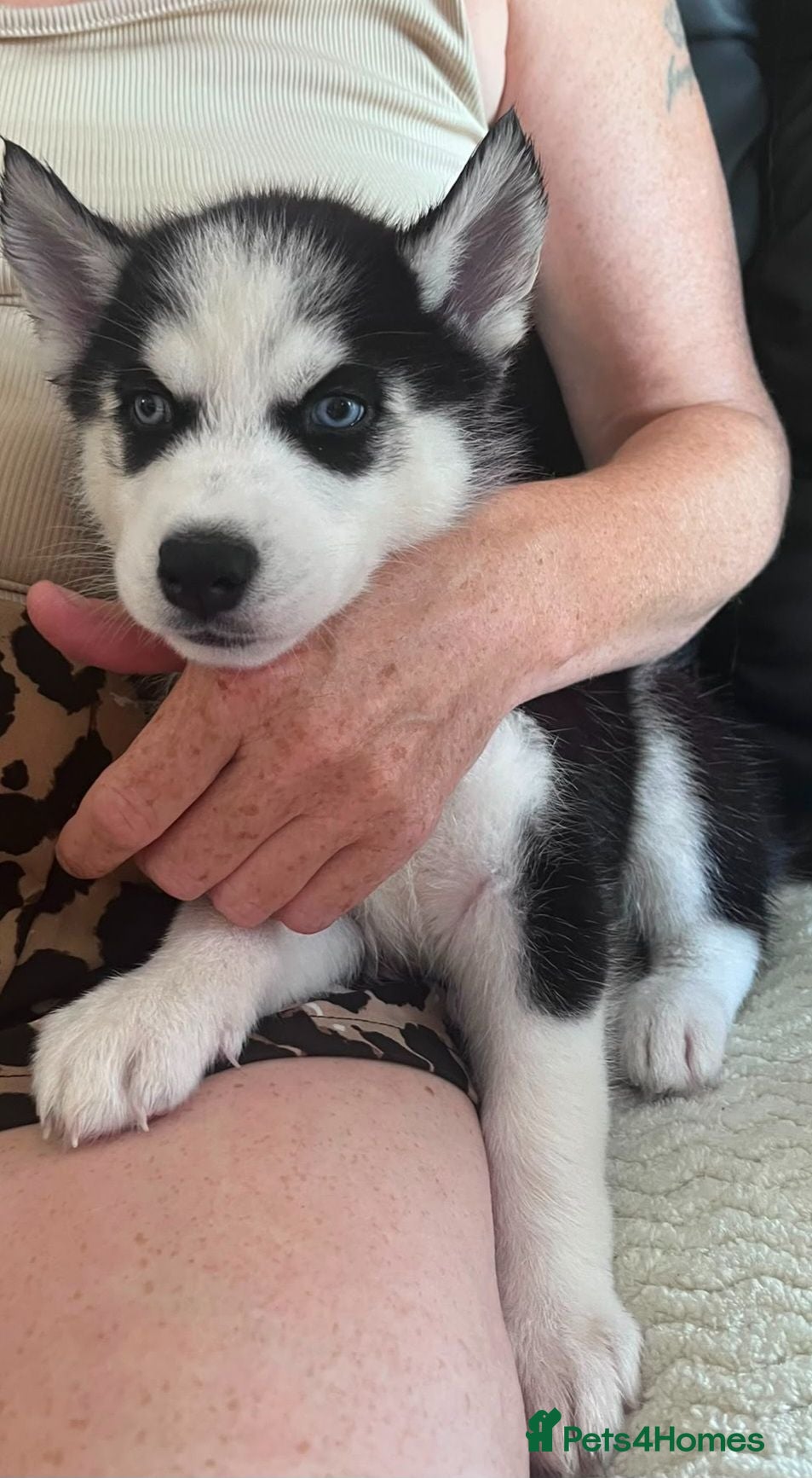 Siberian Husky dogs Beautiful husky pups - Advert 2