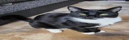Domestic Shorthair cats for sale: Male Tuxedo Cat - Advert 3
