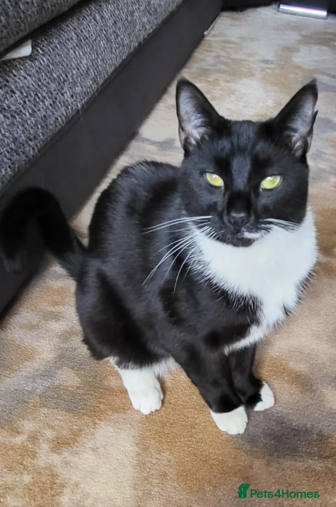Domestic Shorthair cats for sale: Male Tuxedo Cat - Advert 3