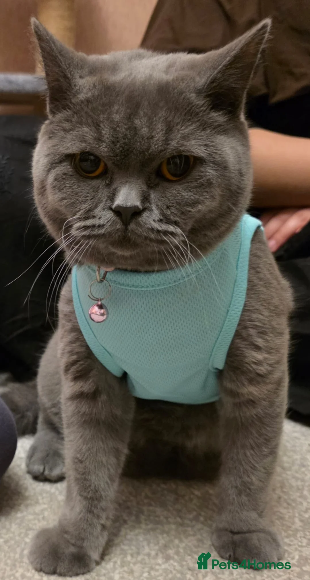 British Shorthair cats for sale: British Shorthair - Advert 3