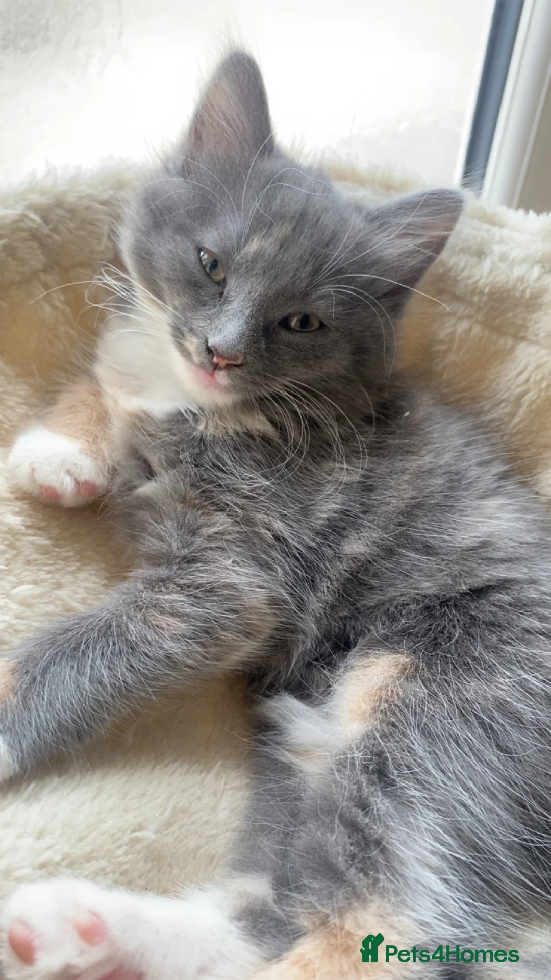 Mixed Breed cats for sale: Kitten for sale  - Advert 2