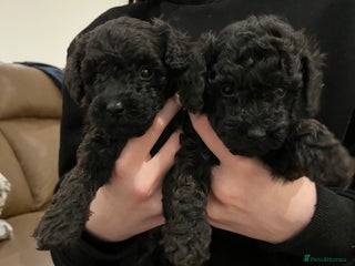 Toy Poodle dogs Beautiful toy poodle puppies - Advert 15