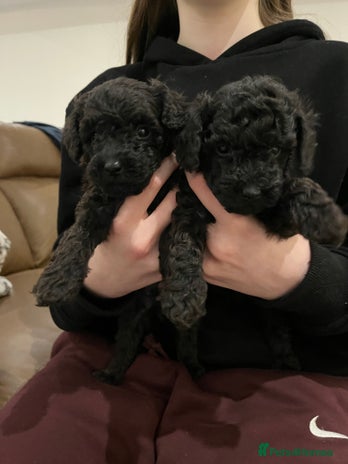 Toy Poodle dogs Beautiful toy poodle puppies - Advert 7