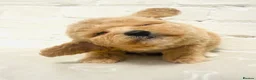 Cavapoochon dogs for sale: Exceptional Extensively health tested cavapoochon - Advert 4