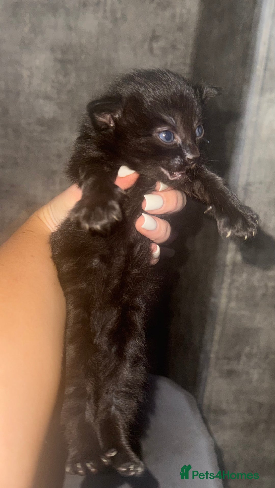 Maine Coon cats for sale: 2 girls and a boy  - Image 3