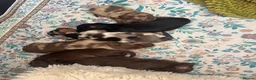 Miniature Dachshund dogs for sale: Gorgeous Long Haired Miniature Dachshund Puppies - Advert 7