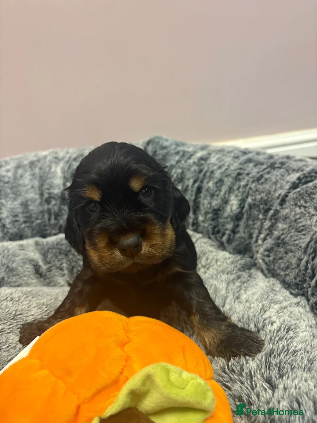 Cocker Spaniel dogs for sale: Show Cocker Spaniel puppies  - Advert 10