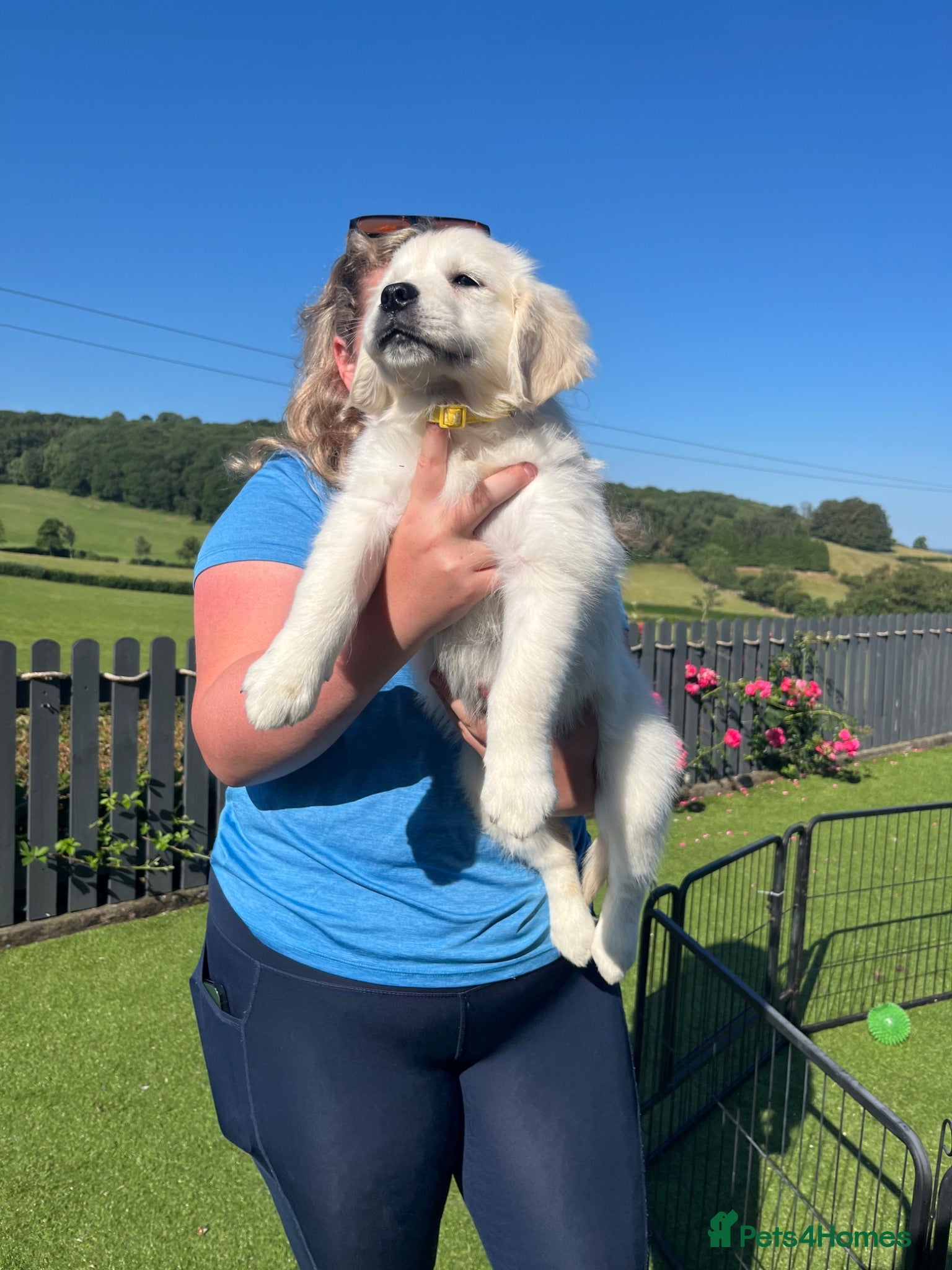 Golden Retriever dogs kc reg Fully health tested litter - Advert 2