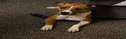 Mixed Breed dogs for sale: Sandy 🐾 - Advert 7