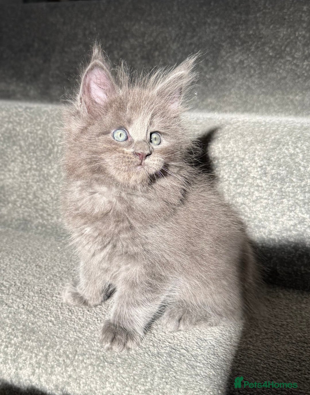Maine Coon cats for sale: Pedigree Maine Coon Kittens – Blues & Smokes - Advert 27