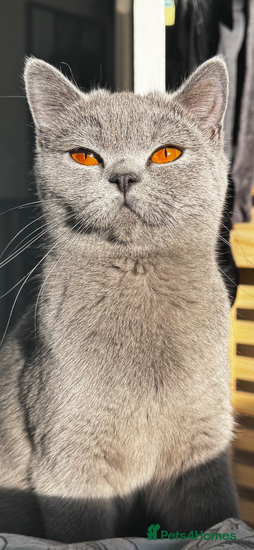 British Shorthair cats BSS Blue girl  - Advert 3