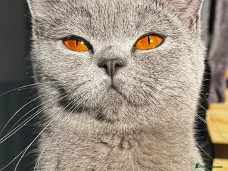 British Shorthair cats BSS Blue girl - Advert 3