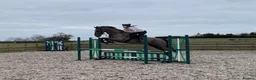British Warmblood horses for sale: Project horse with HUGE potential - Advert 2