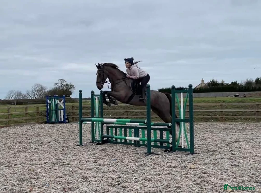British Warmblood horses for sale: Project horse with HUGE potential - Advert 2