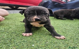Staffordshire Bull Terrier dogs for sale: Beautiful Staffies looking for a good home - Image 6