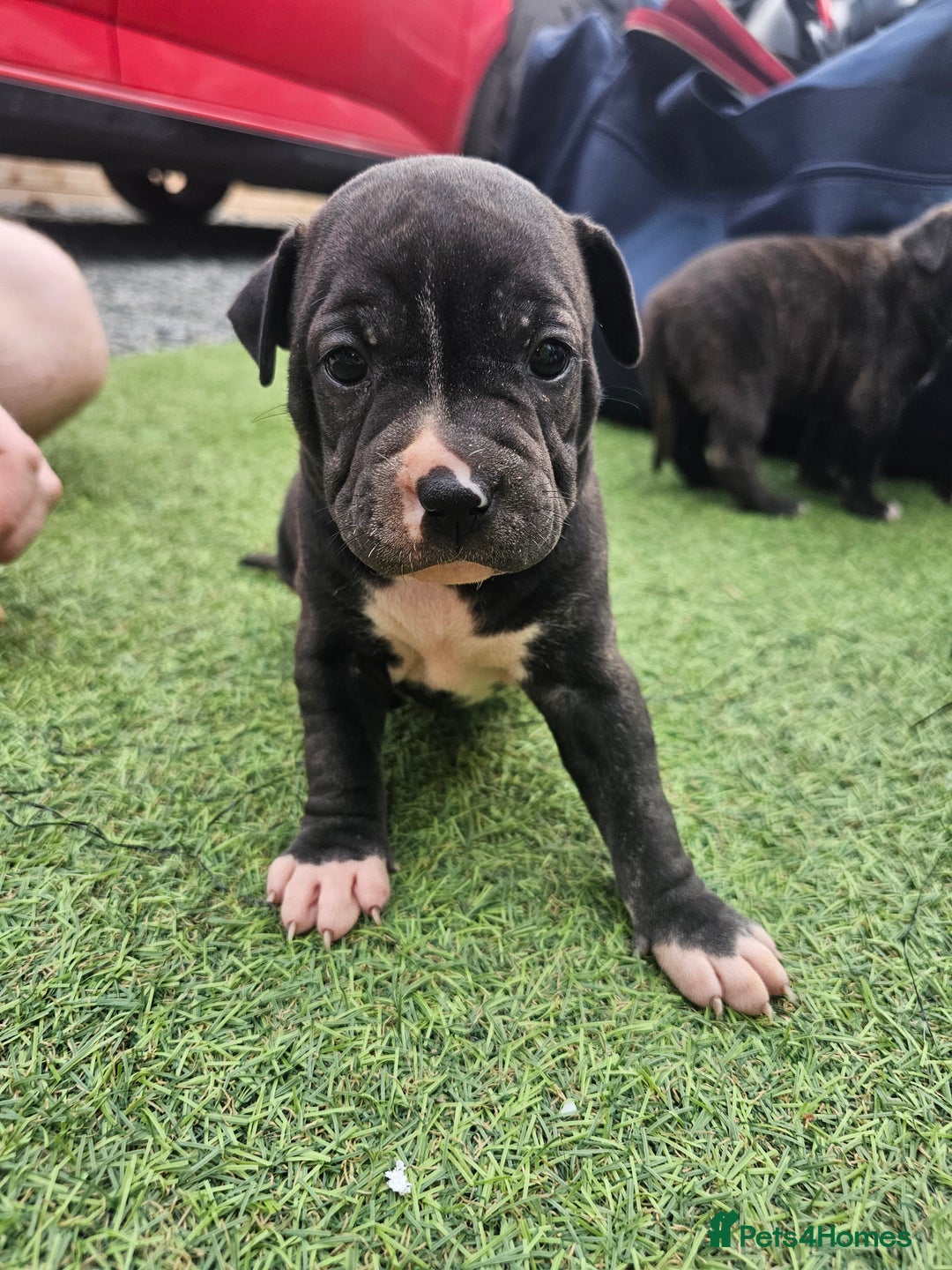 Staffordshire Bull Terrier dogs for sale: Beautiful Staffies looking for a good home - Image 6
