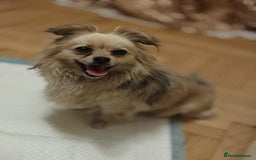 Pekingese dogs for adoption: 💖🐶 ROSA 🐶💖 - Image 15