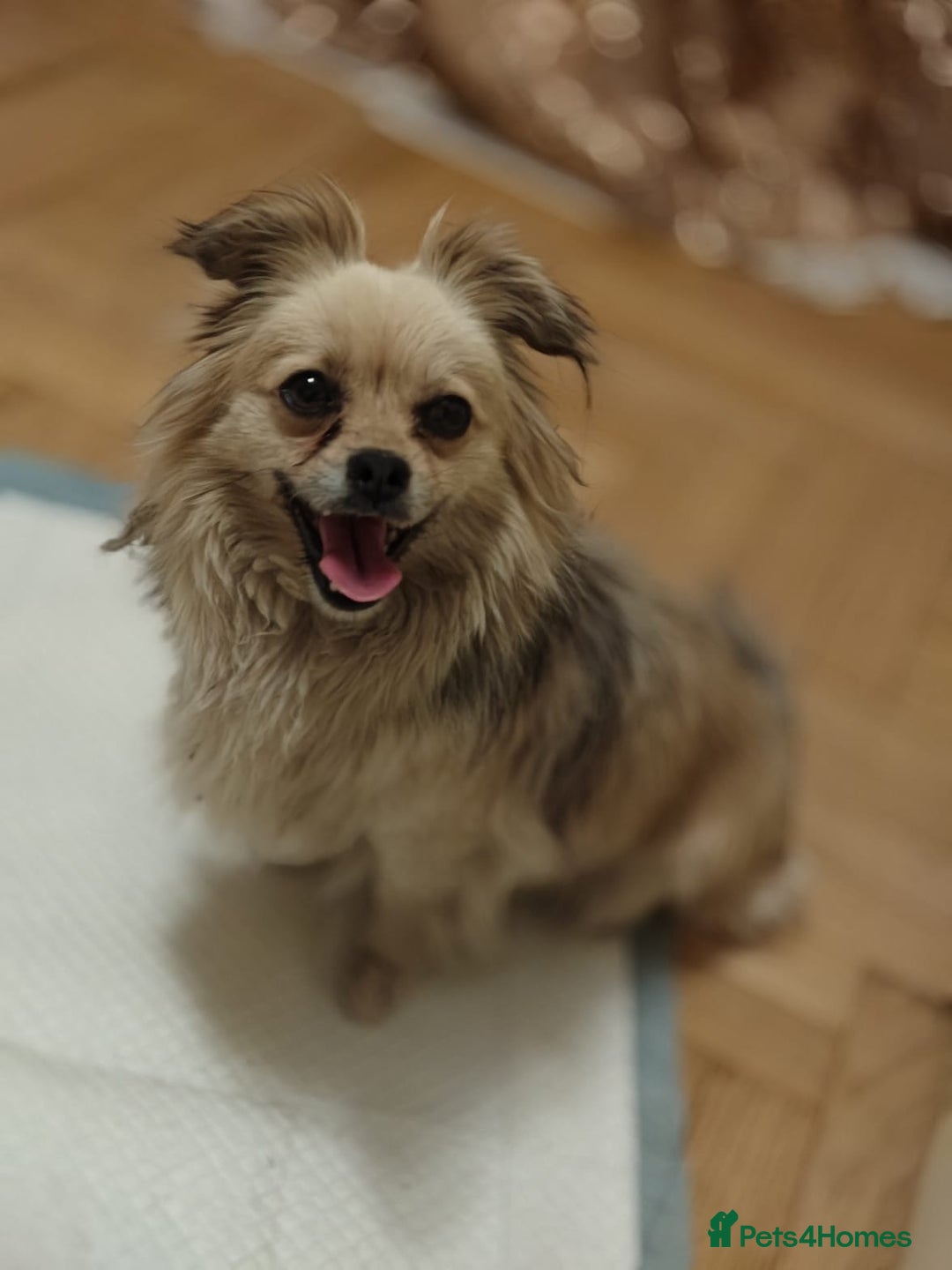 Pekingese dogs for adoption: 💖🐶 ROSA 🐶💖 - Image 15