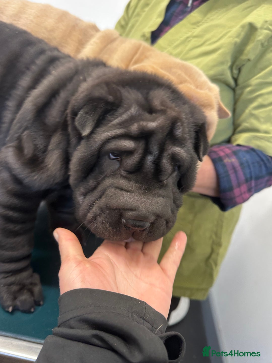 Shar Pei dogs for sale: Bear coat shar pei - Advert 10