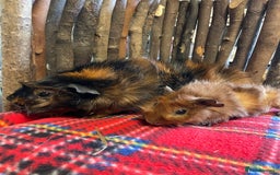 Guinea Pig rodents for sale: Beautiful Abyssinian guinea pigs  - Image 12