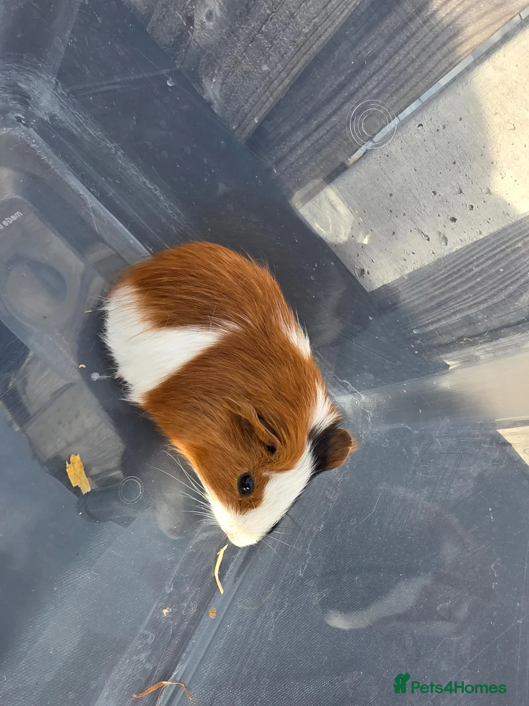 Guinea Pig rodents for sale: Female Baby Guinea Pigs - Advert 2