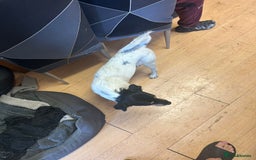 Jack Russell dogs for sale: Jack Russell pup - Image 3