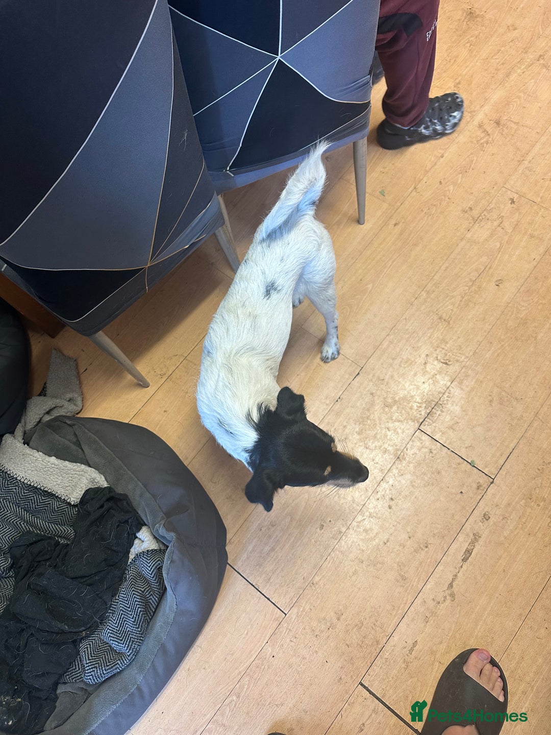 Jack Russell dogs for sale: Jack Russell pup - Image 3