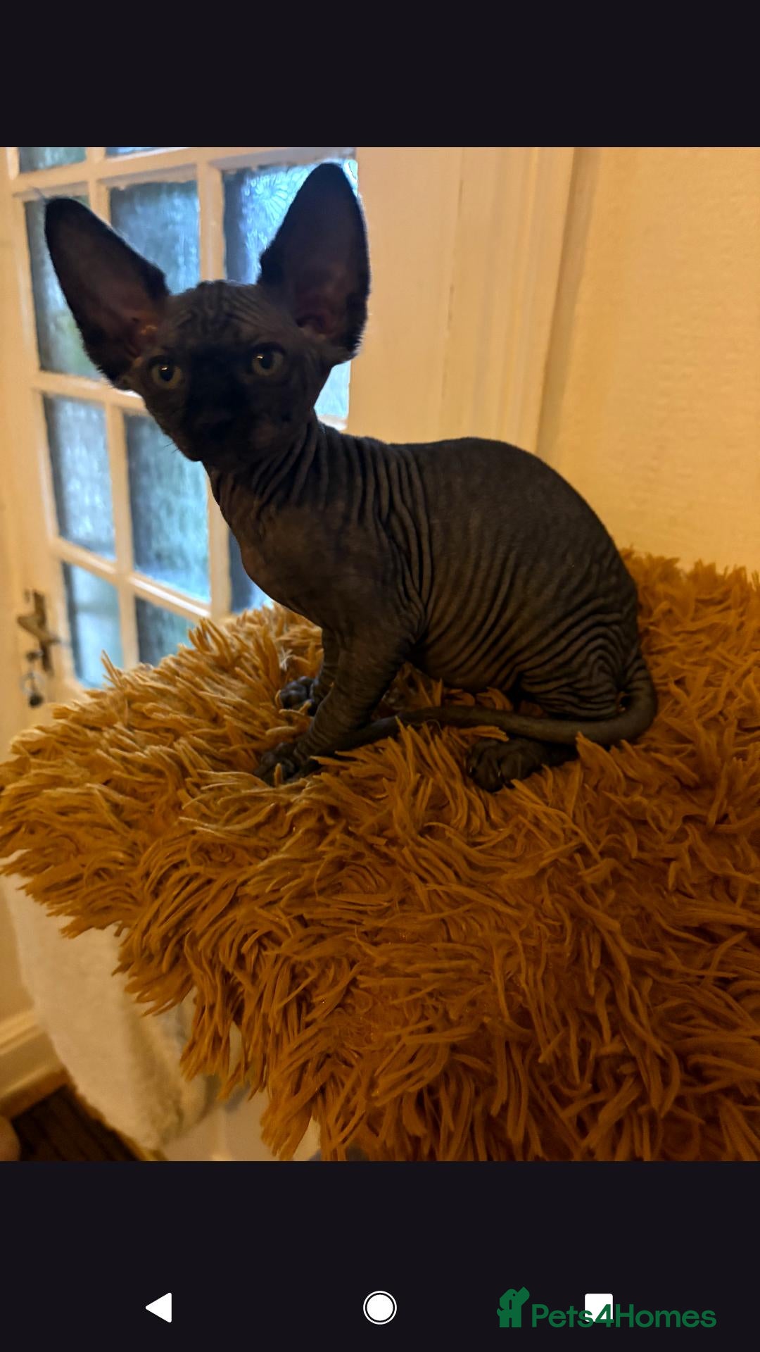 Sphynx cats for sale: Last  black boy with amber eyes ready To Go 600£ - Advert 2