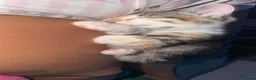 Ragdoll cats for sale: Beautiful unique female Ragdoll cross  - Advert 6