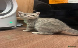 British Shorthair cats for sale: Silver tabby British short hair  - Image 1