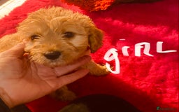 Cavapoo dogs for sale: F1 cavapoo puppys girls and boys  - Advert 15