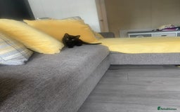Mixed Breed cats for sale: Three mixed breed kittens - Image 20