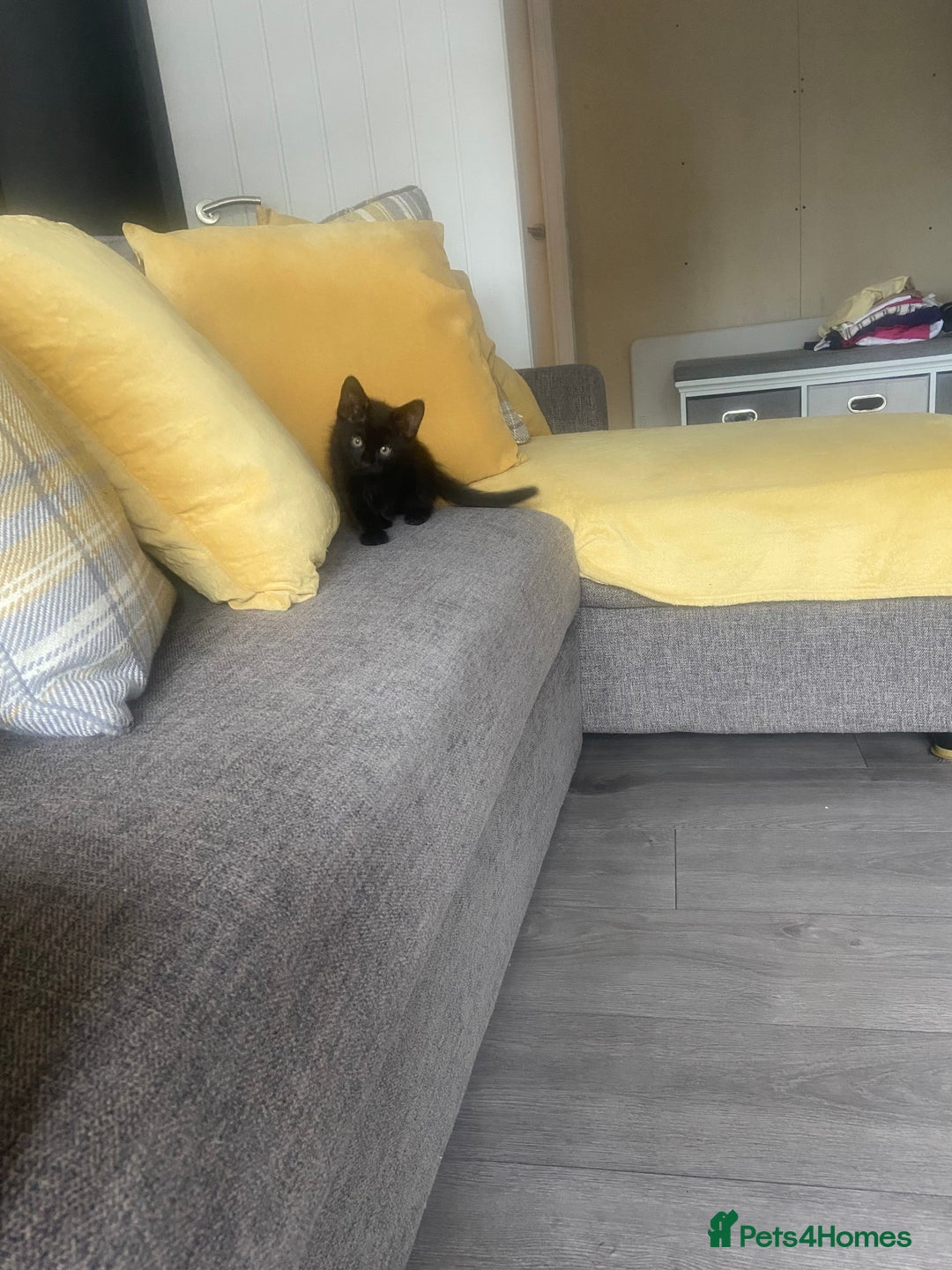 Mixed Breed cats for sale: Three mixed breed kittens - Image 20